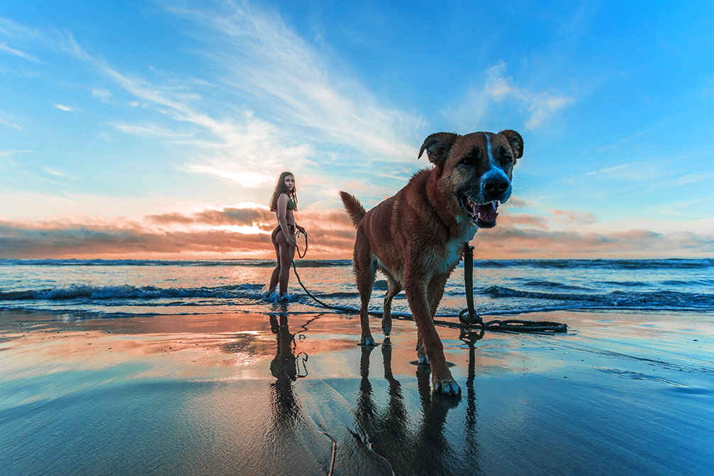 vacances longeville sur mer chien plage